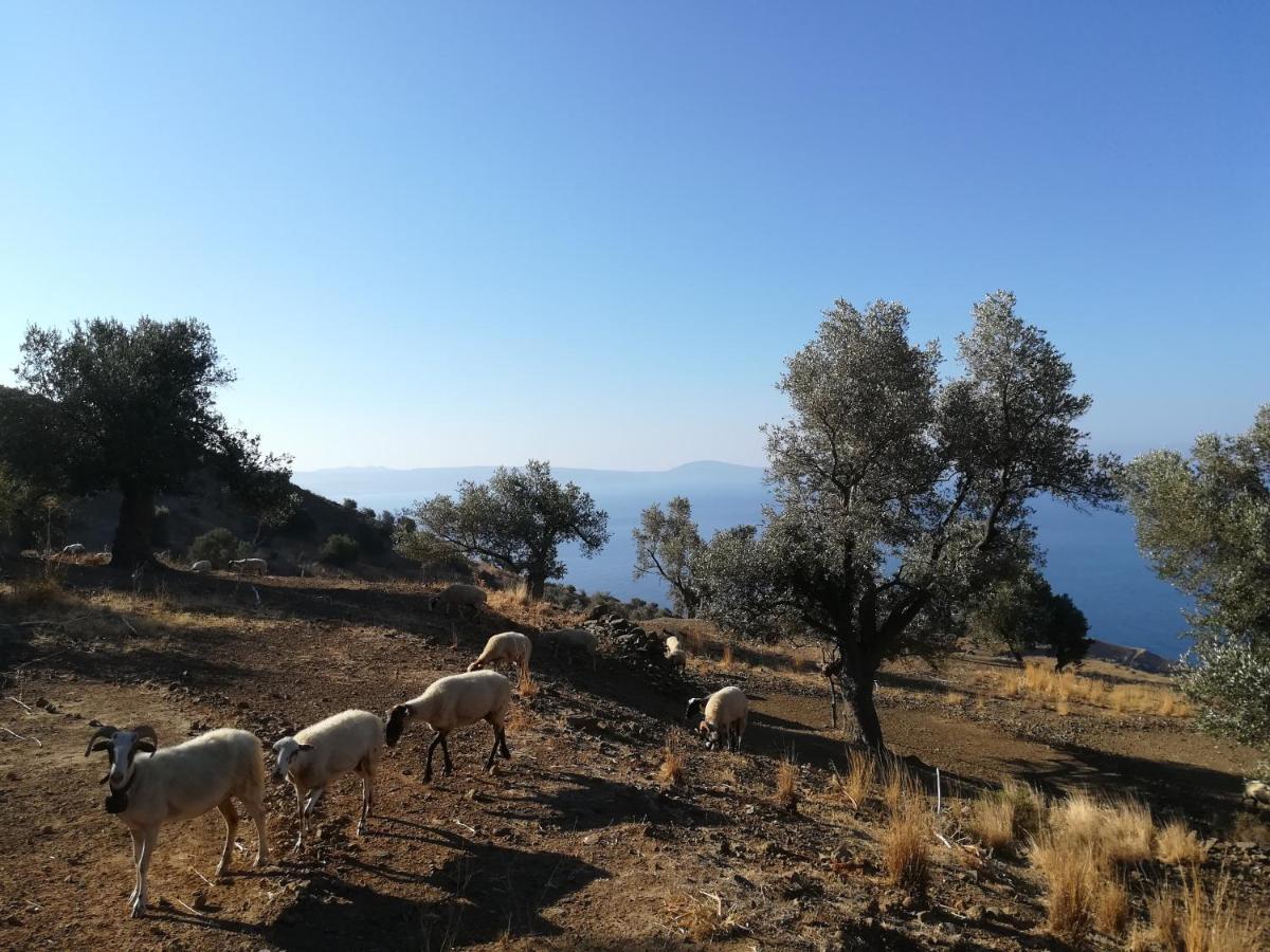 Sea Breeze Ecological Villa Αγία Γαλήνη Εξωτερικό φωτογραφία